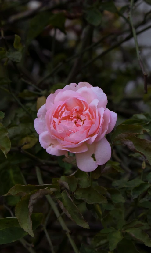 a pink rose blooming in the middle of a bush, inspired by Barbara Nasmyth, renaissance, shot with sony alpha, medium-shot, laura watson, uncropped