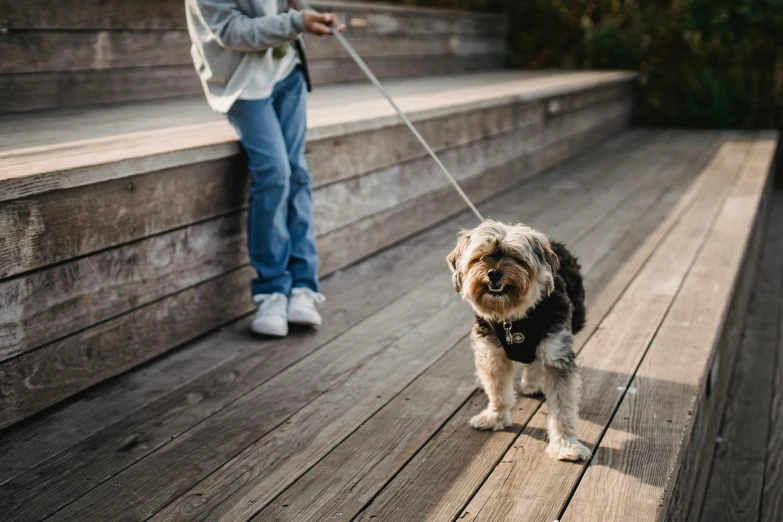 a person walking a small dog on a leash, by Julia Pishtar, pexels contest winner, a wooden, embarrassing, black, yorkshire terrier