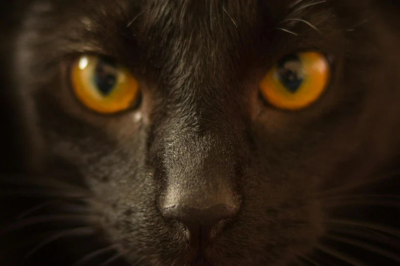 a close up of a black cat with yellow eyes, by Daniel Seghers, pexels contest winner, 4k detail post processing, smokey, closeup 4k, extreme close - up shot