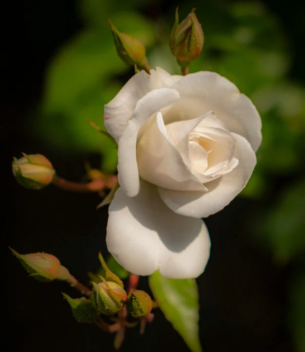 a close up of a white rose on a stem, by Sam Dillemans, unsplash, paul barson, flowering buds, high-resolution photo