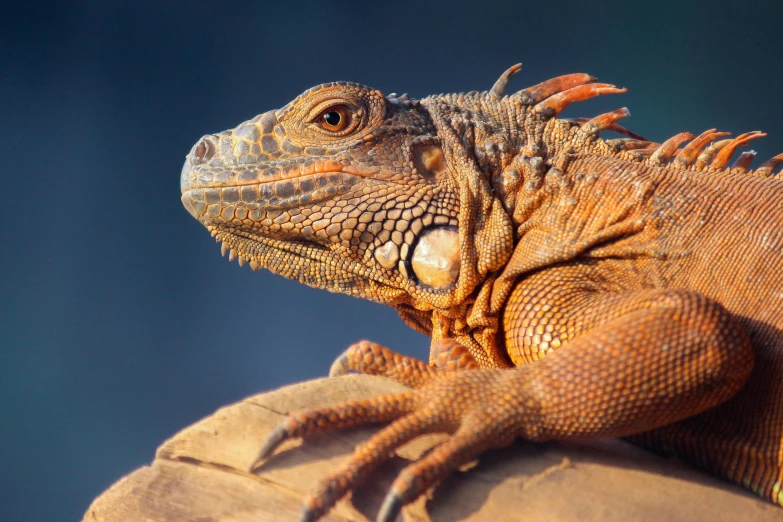 a close up of a lizard on a rock, pexels contest winner, sumatraism, warm coloured, a wooden, iguana, an afghan male type