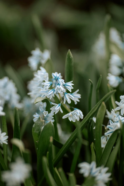 a bunch of white flowers with blue centers, ramps, warm azure tones, hyacinth blooms surround her, taken with sony alpha 9