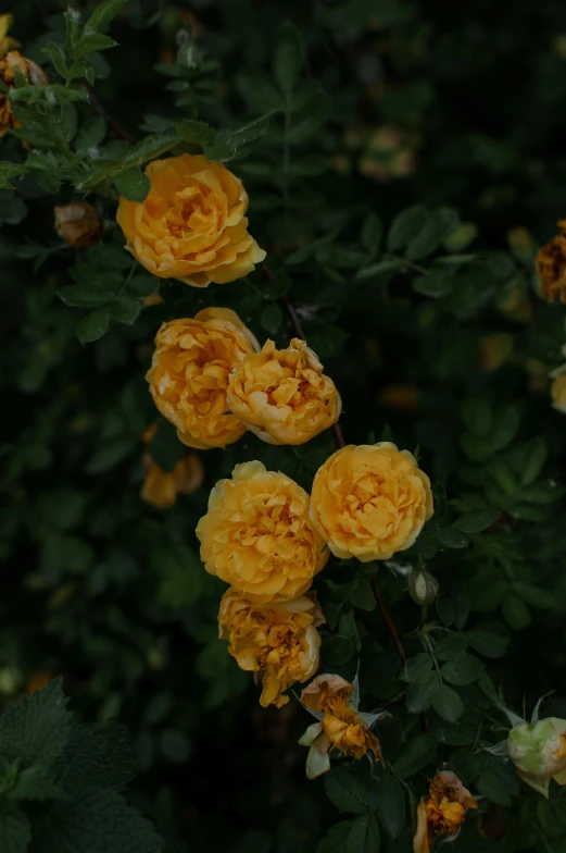 a group of yellow flowers sitting on top of a lush green field, an album cover, unsplash, romanticism, rose-brambles, against dark background, low quality photo, high angle close up shot