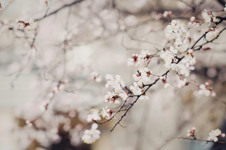 a close up of a bunch of flowers on a tree, inspired by Elsa Bleda, trending on unsplash, sakura trees, background image, white hue, 2000s photo