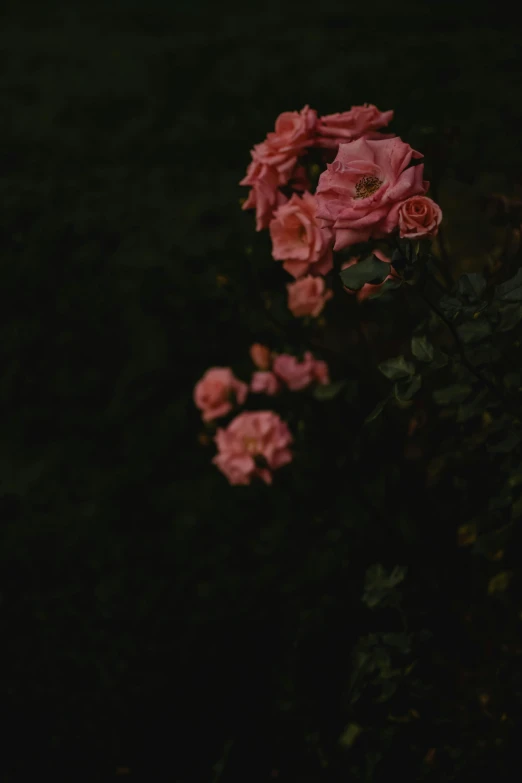 a bunch of pink flowers sitting on top of a lush green field, an album cover, unsplash, romanticism, in darkness, rose garden, low quality photo, night photo