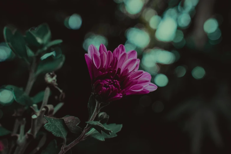 a purple flower sitting on top of a green plant, inspired by Elsa Bleda, unsplash, romanticism, chrysanthemum eos-1d, magenta, instagram picture, spooky photo