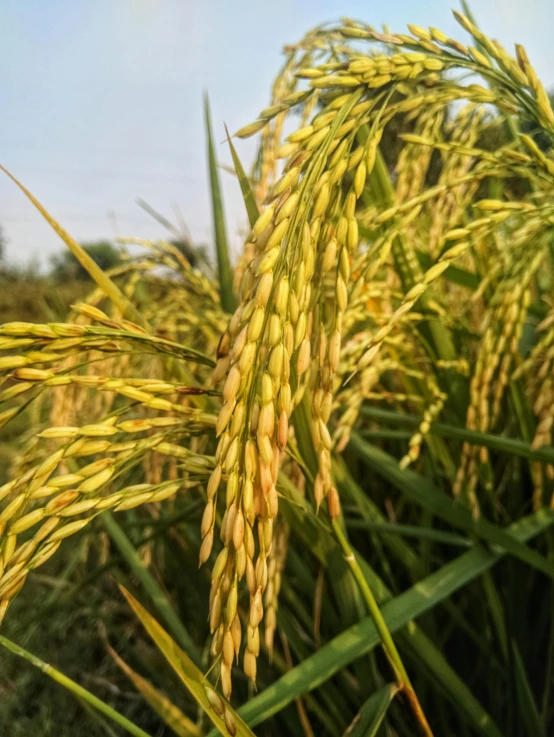 a close up of a field of rice, photograph taken in 2 0 2 0, tall, portrait n - 9, multi-part