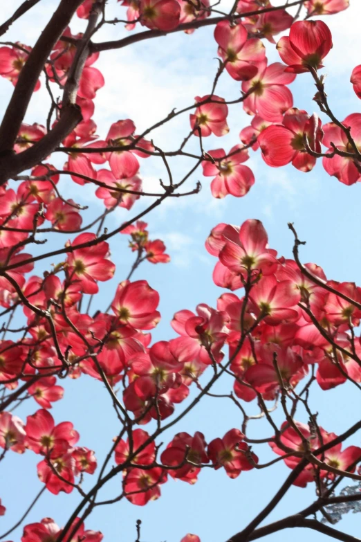 a tree with pink flowers against a blue sky, inspired by Barbara Nasmyth, unsplash, baroque, vibrant red, magnolia big leaves and stems, anemones, sun overhead