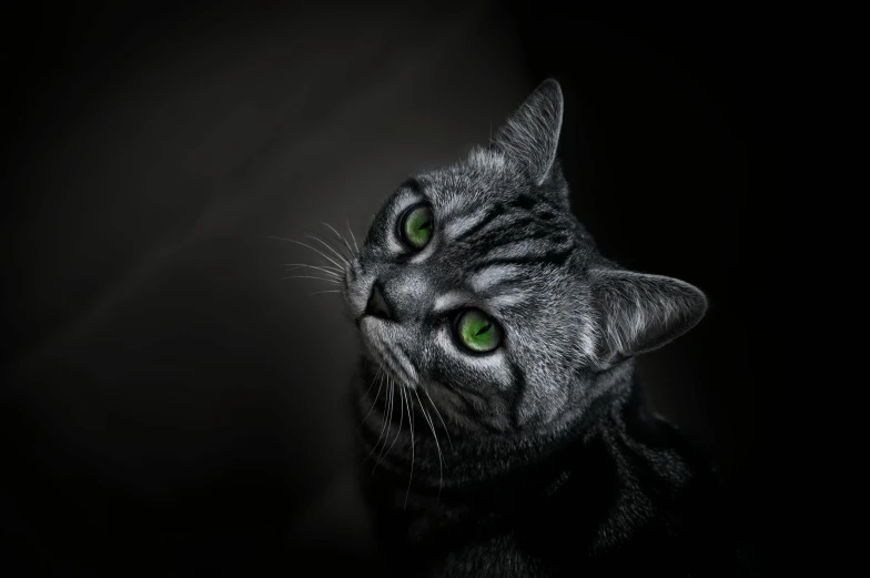a close up of a cat with green eyes, a black and white photo, by Adam Marczyński, pexels contest winner, on a gray background, green glows, silver eyes full body, hunting