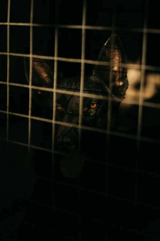a dog in a cage looking at the camera, pexels contest winner, conceptual art, panel of black, jackal, atmospheric photo, ears