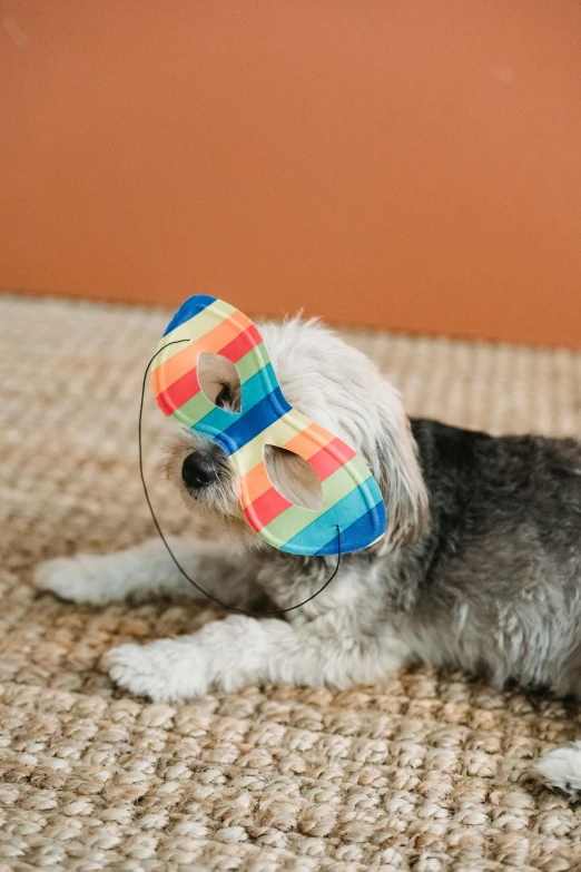 a dog laying on the floor with a toy in its mouth, a picture, by Nicolette Macnamara, unsplash, bauhaus, rainbow geometric face, wearing a mask, havanese dog, in an action pose