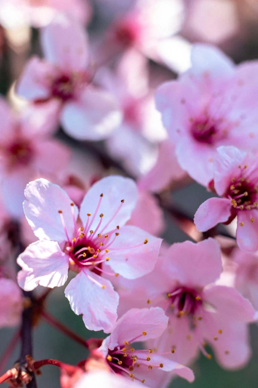 a close up of some pink flowers on a tree, 2 5 6 x 2 5 6 pixels, promo image, background image, peach