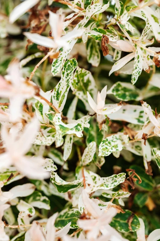 a close up of a plant with white and green leaves, arabesque, speckled, highly polished, vanilla, detail shots