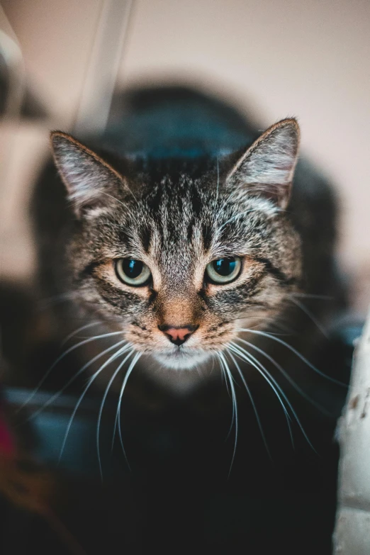 a close up of a cat looking at the camera, multiple stories, portrait featured on unsplash, high quality image, grey