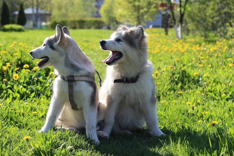 a couple of dogs sitting on top of a lush green field, unsplash, hurufiyya, siberian husky, youtube thumbnail, in sunny weather, in a city park