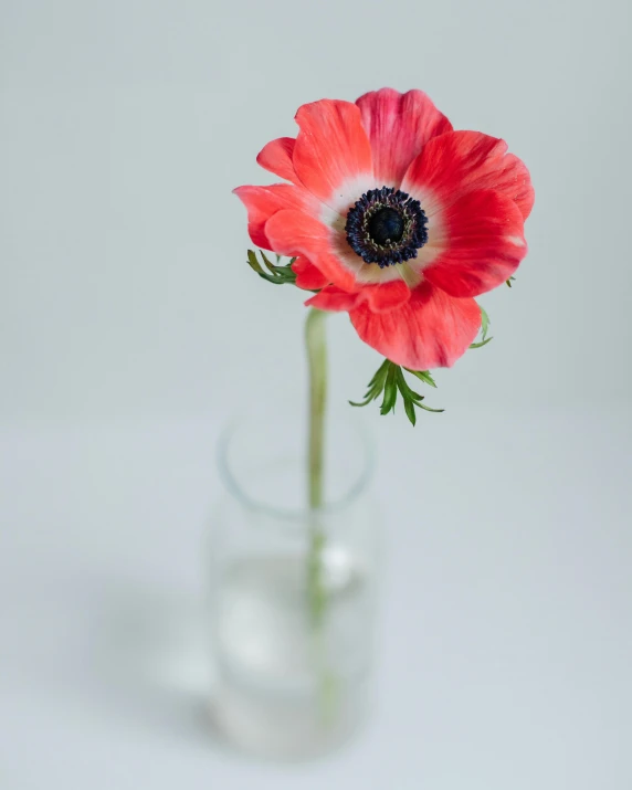 a single red flower in a glass vase, unsplash, anemone, full product shot, one contrasting small feature, no cropping