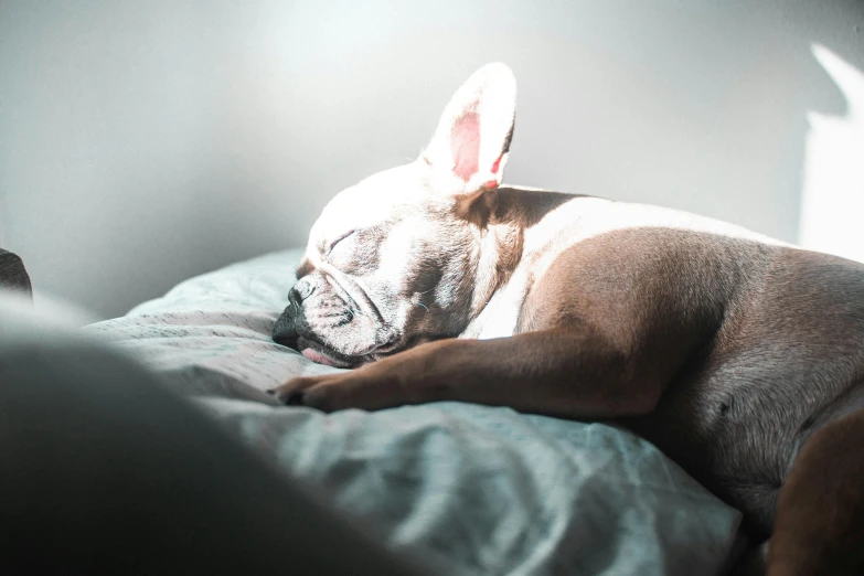 a dog that is laying down on a bed, inspired by Elsa Bleda, trending on unsplash, fan favorite, french bulldog, soft backlight, with closed eyes