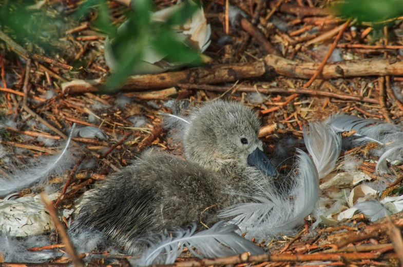 a baby bird sitting on top of a pile of feathers, by Jan Tengnagel, hurufiyya, swans, top - down photograph, high-quality photo, thumbnail