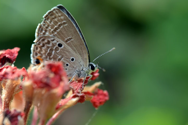 a close up of a butterfly on a flower, by Dave Allsop, hurufiyya, grey, small, gardening, softfocus