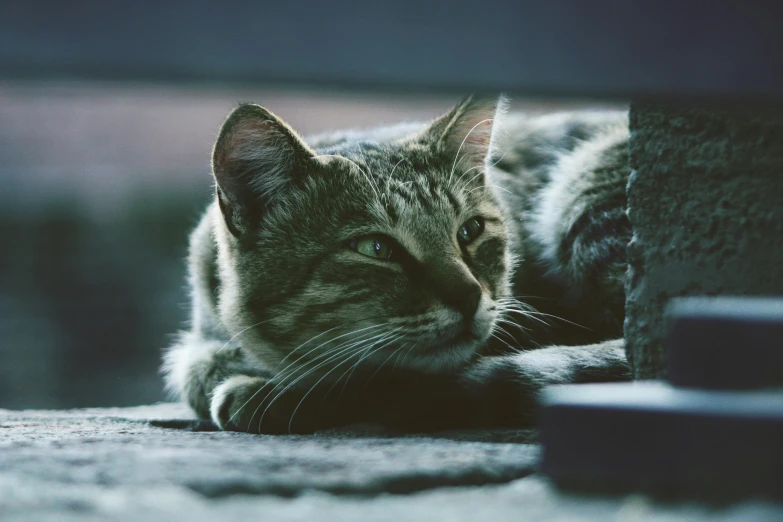 a cat that is laying down on the ground, a picture, by Matija Jama, unsplash, photorealism, desaturated color, evening time, cinematic shot ar 9:16 -n 6 -g, cute cats