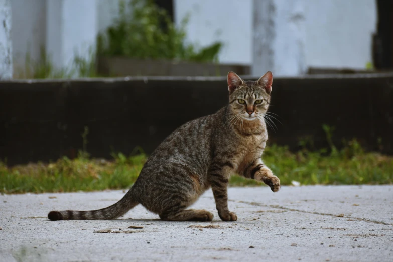 a cat that is standing on its hind legs, unsplash, on the concrete ground, in a fighting stance, high resolution photo, cinematic shot ar 9:16 -n 6 -g