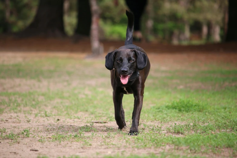 a black dog walking across a lush green field, by Jan Tengnagel, pexels contest winner, sydney park, tongue out, brown, programming