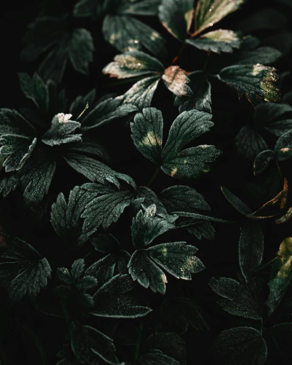 a close up of a plant with green leaves, inspired by Elsa Bleda, unsplash contest winner, hurufiyya, dark hues, black velvet, highly textured, instagram photo
