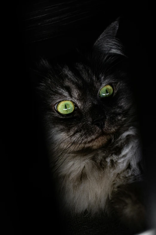 a close up of a cat with green eyes, by Jan Tengnagel, pexels contest winner, renaissance, glowing in the dark, with haunted eyes and curly hair, silver eyes full body, looking up at camera