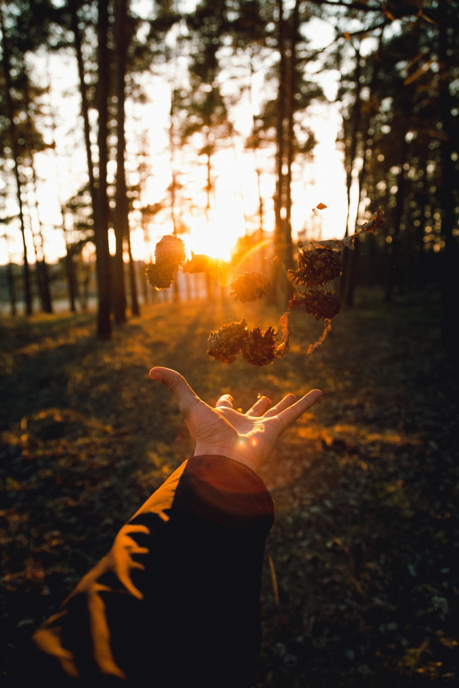 a person holding a leaf in front of the sun, by Jesper Knudsen, unsplash, in an evening autumn forest, holding a stuff, reaching for the sky, instagram picture