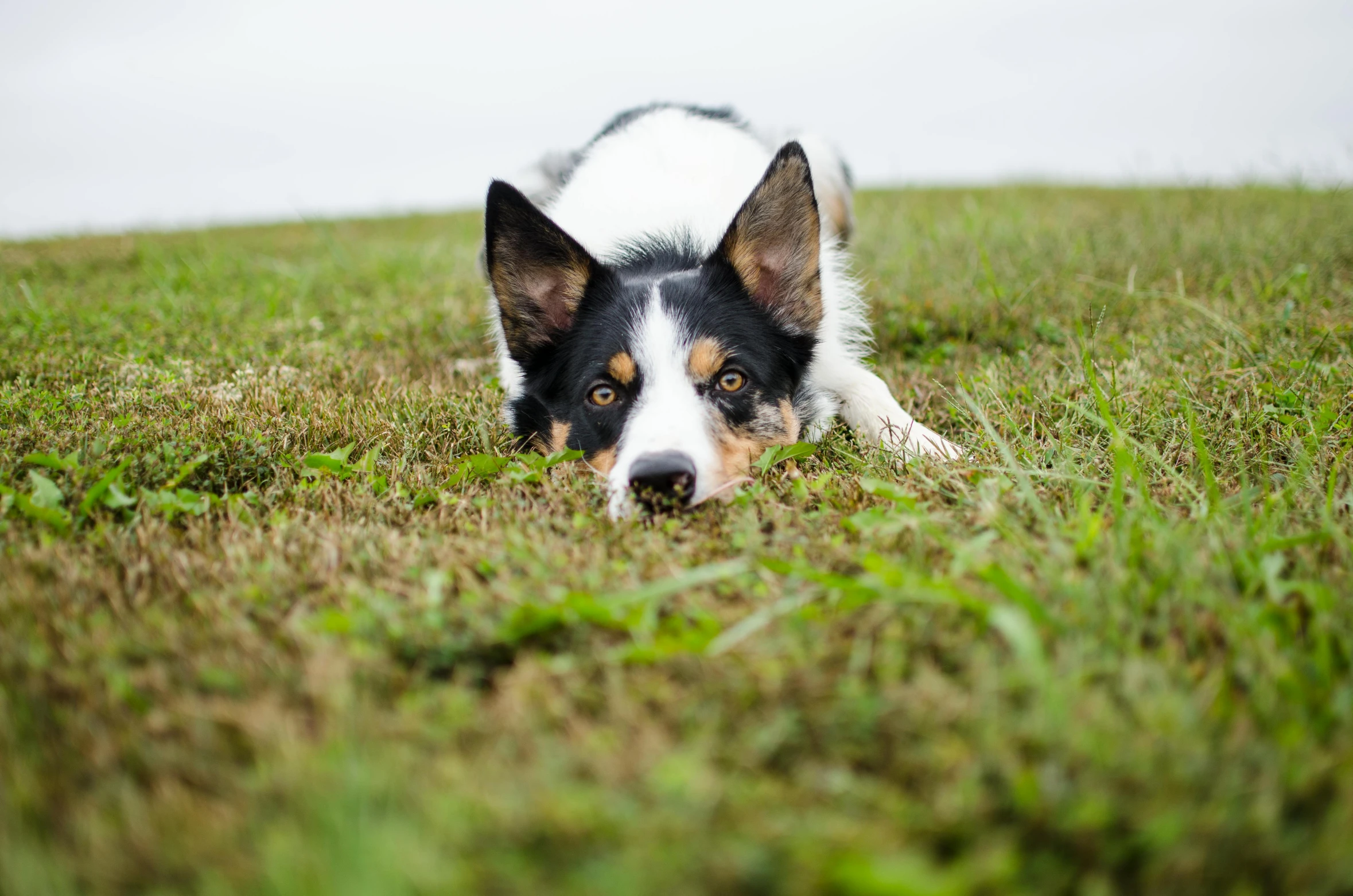 a dog that is laying down in the grass, pointy nose, shot with sony alpha 1 camera, aussie, rectangle