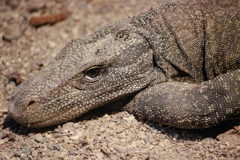 a monitor lizard is laying on the ground, by Carey Morris, dragon scales across hairline, sand, amanda lilleston, travel