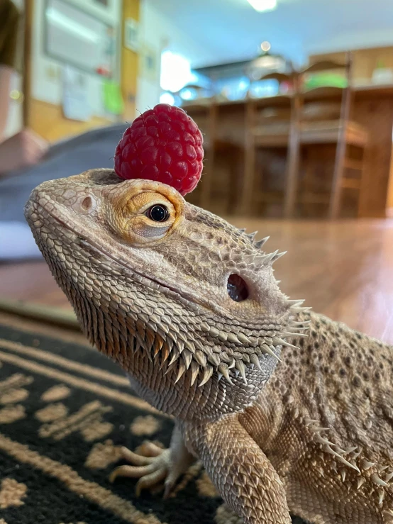 a lizard with a raspberry on its head, a photo, reddit, shot on alexa, ready to eat, ridiculously handsome, high-quality photo