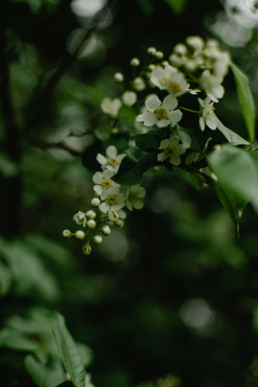 a branch of a tree with white flowers, inspired by Elsa Bleda, unsplash, forest green, grainy footage, # film, lush green
