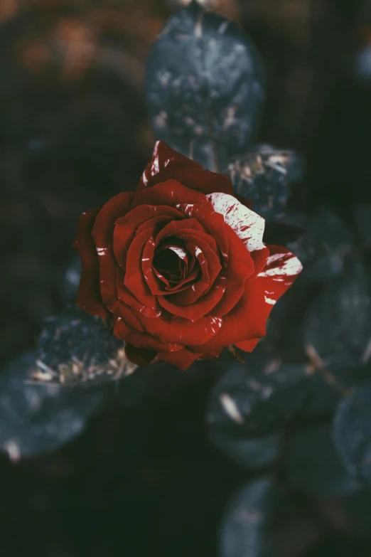 a red rose sitting on top of a green plant, an album cover, inspired by Elsa Bleda, pexels contest winner, carnal ) wet, ✨🕌🌙, gothic romance, deeply hyperdetailed