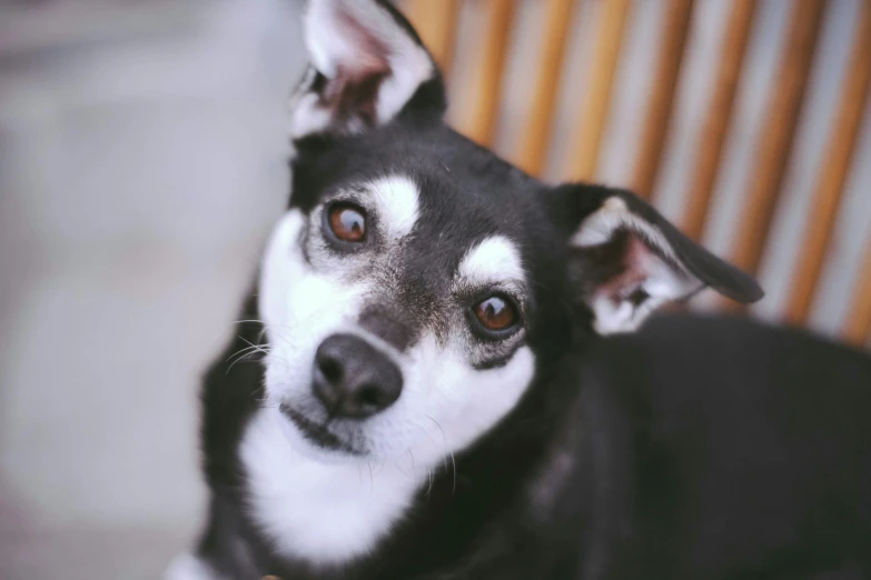 a black and white dog sitting on top of a wooden bench, close up of face, small dog, instagram post, ready to eat