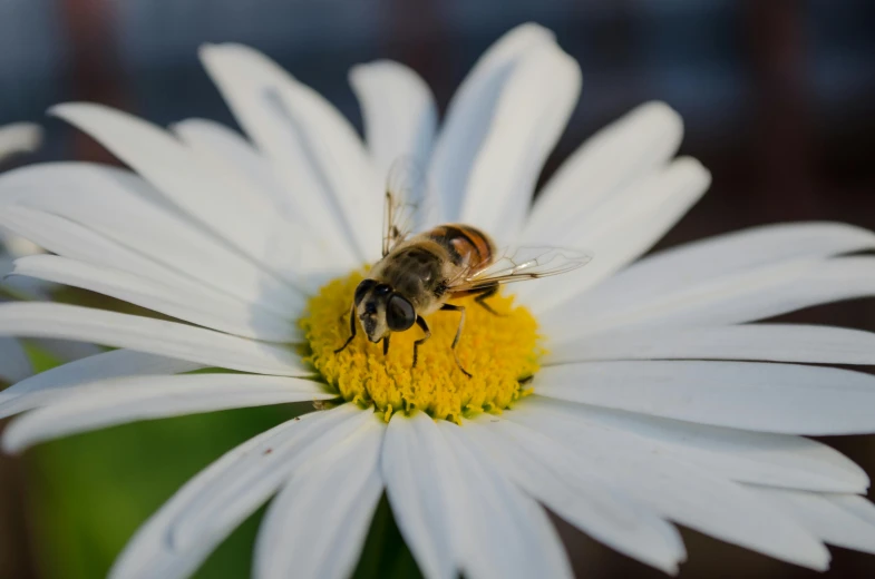 a bee sitting on top of a white flower, by Samuel Washington Weis, pexels contest winner, fan favorite, male with halo, at home, 8k photo