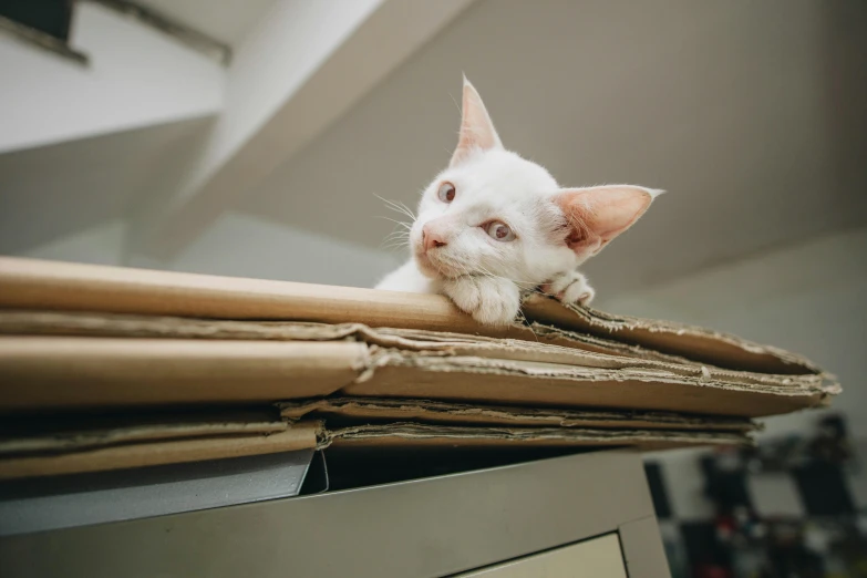 a white cat laying on top of a pile of cardboard, trending on pexels, private press, standing on a shelf, over his shoulder, whiskers hq, on a desk