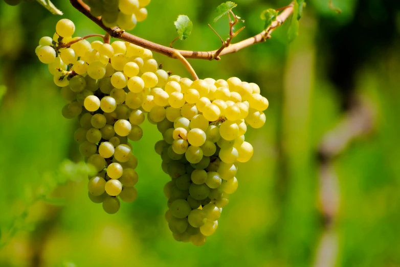 a bunch of grapes hanging from a vine, by Emanuel de Witte, trending on pixabay, white and yellow scheme, paul barson, thumbnail, 🐿🍸🍋