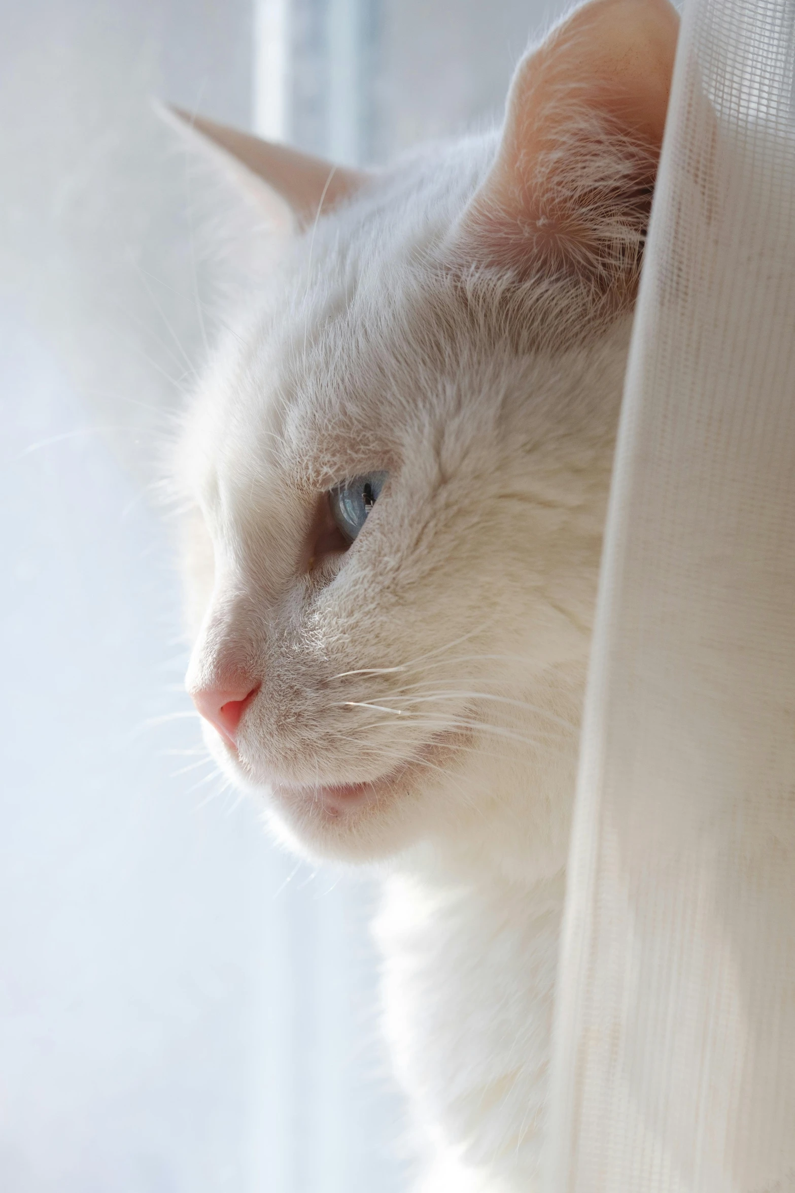 a white cat sitting on top of a window sill, up close, pouty face, multiple stories, with a white background