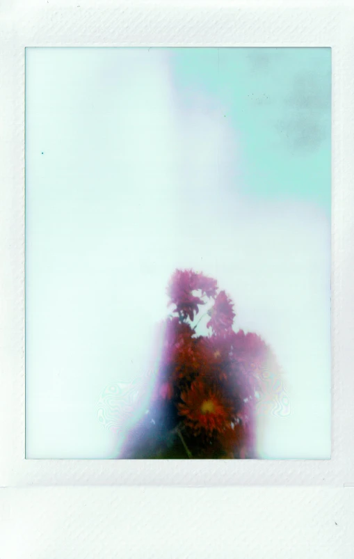 a polaroid picture of flowers in a vase, by Jan Rustem, abstract people in frame, ((mist)), translucent sss, skies