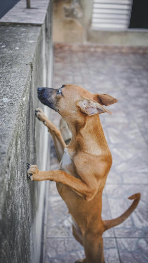 a dog that is standing on its hind legs, inspired by Elke Vogelsang, pexels contest winner, renaissance, rock wall, wall corner, 15081959 21121991 01012000 4k, low detail