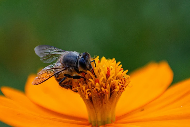 a bee sitting on top of a yellow flower, by Jan Rustem, fan favorite, gray and orange colours, slide show, multicoloured