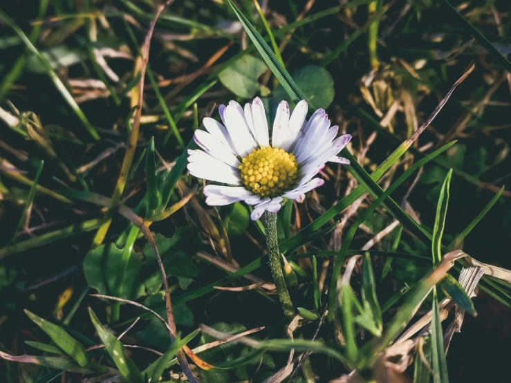 a single white flower sitting on top of a lush green field, unsplash, slightly tanned, instagram photo, daisy, rocky grass field