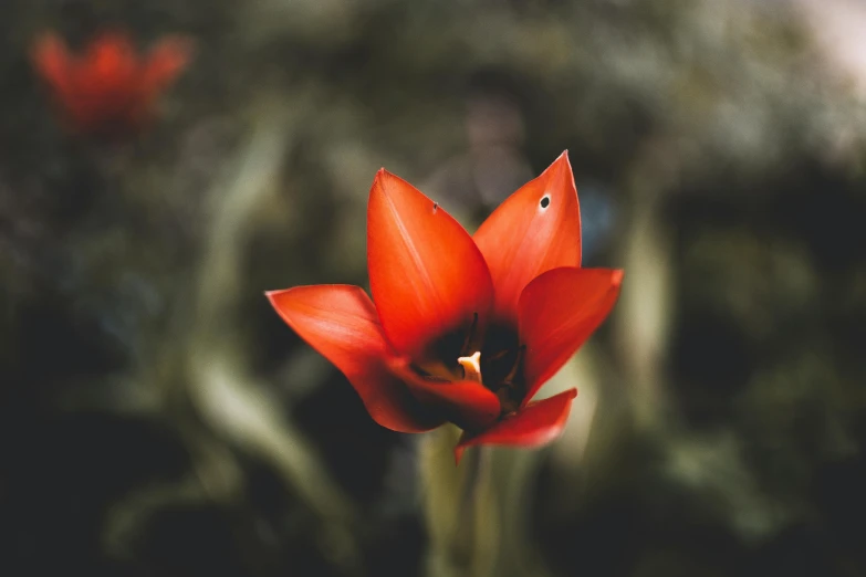 a red flower sitting on top of a lush green field, by Sebastian Vrancx, pexels contest winner, renaissance, hymenocallis coronaria, retro stylised, red glowing skin, tulip