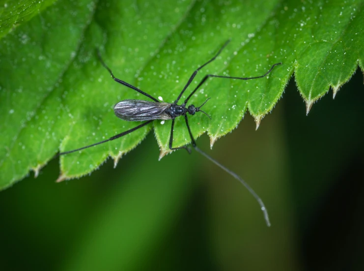 a bug sitting on top of a green leaf, long thin legs, black sokkel, getty images, high quality picture