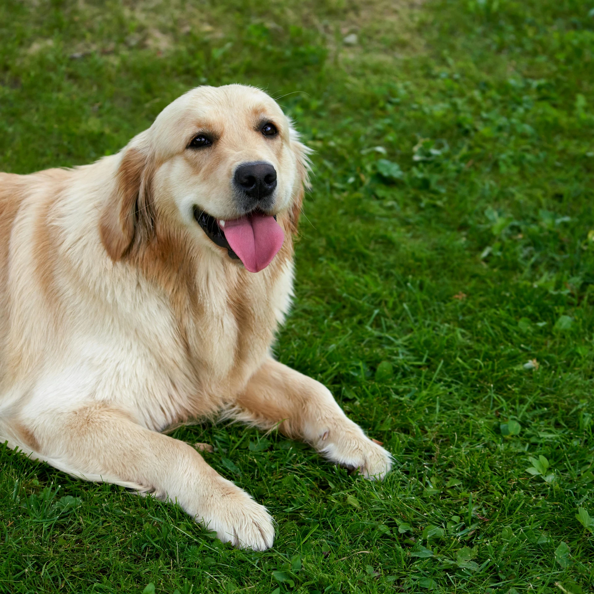 a large brown dog laying on top of a lush green field, golden retriever, 15081959 21121991 01012000 4k, on a green lawn, a handsome