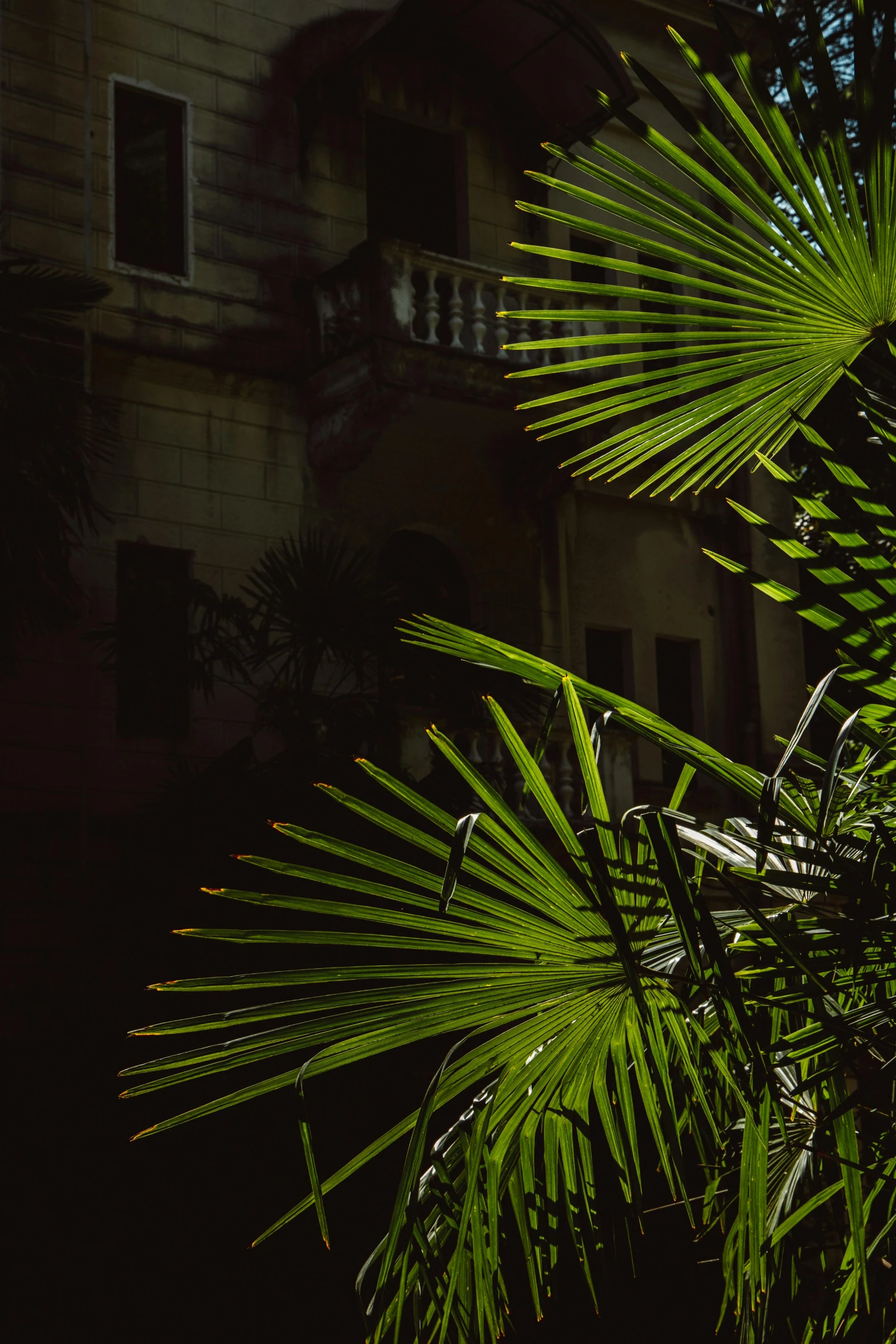 a close up of a palm tree with a building in the background, inspired by Elsa Bleda, unsplash, baroque, dark green leaves, in balcony of palace, cuban setting, back - lit