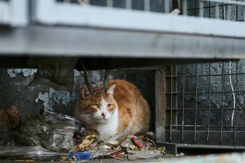 an orange and white cat sitting in a cage, by Emma Andijewska, shutterstock, scattered rubbish and debris, dirty streets, square, promo image