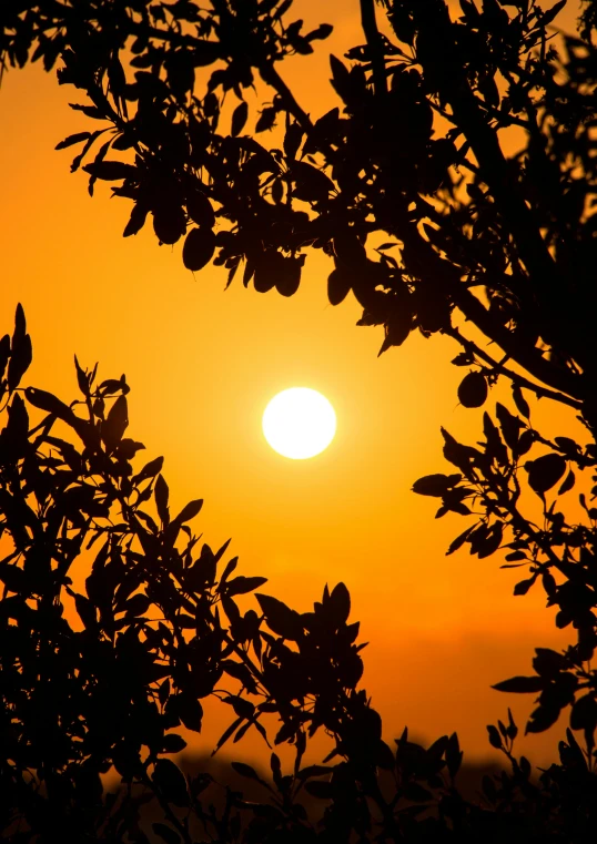 the sun is setting through the branches of a tree, by Niko Henrichon, pexels contest winner, orange sun set, olive trees, ((sunset)), yellow-orange