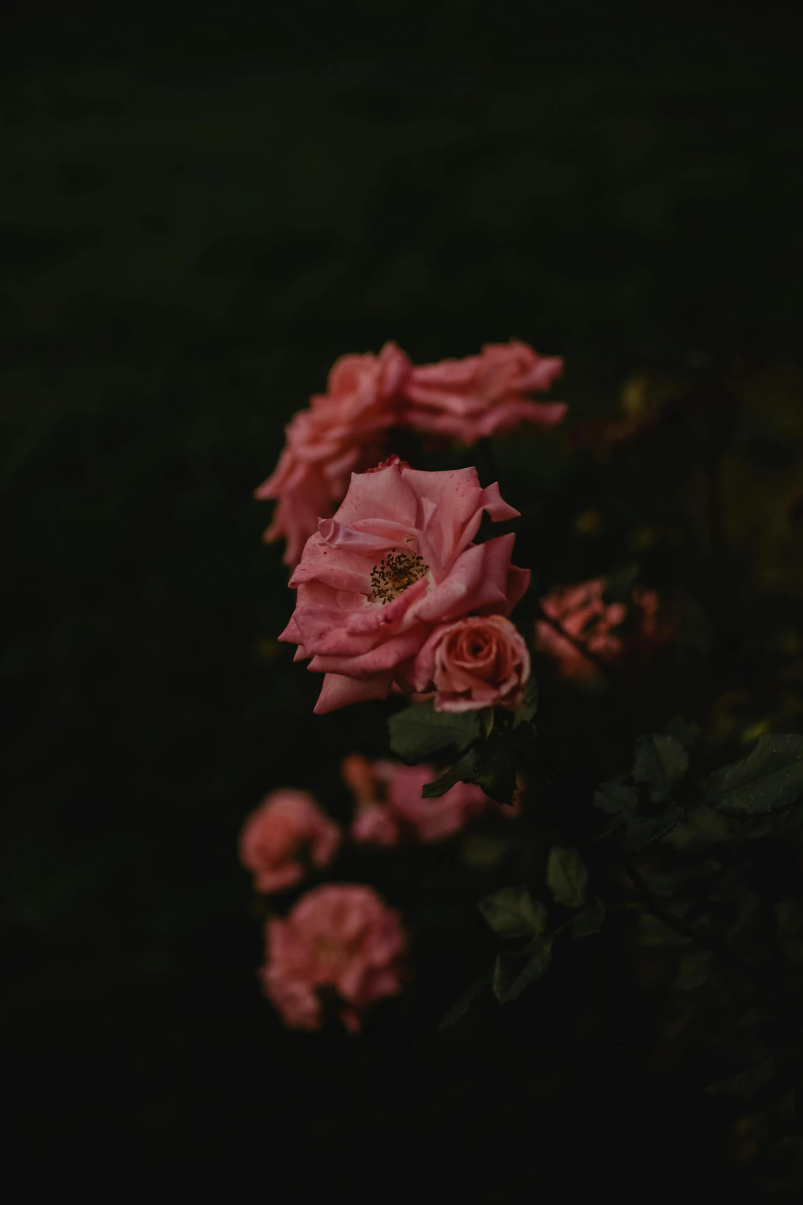 a bunch of pink flowers in the dark, an album cover, unsplash contest winner, rose twining, late summer evening, jovana rikalo, low quality photo